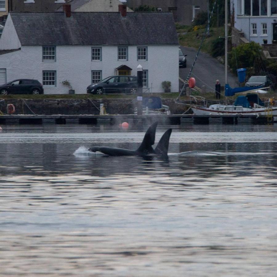 Rock Quay Lägenhet Killyleagh Exteriör bild